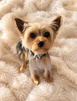 Starfire , a female Yorkshire Terrier for sale in Salem, OR – 2 of 3
