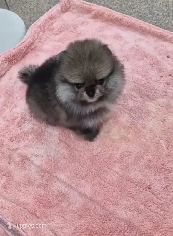 Penny  – Pomeranian puppy for sale in Salem, OR
