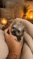 Poof, a male Pomeranian for sale in Salem, OR – 3 of 4
