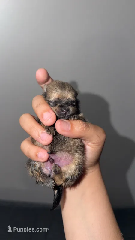 Poof – Pomeranian puppy for sale in Salem, OR