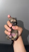 Poof, a male Pomeranian for sale in Salem, OR – 1 of 4