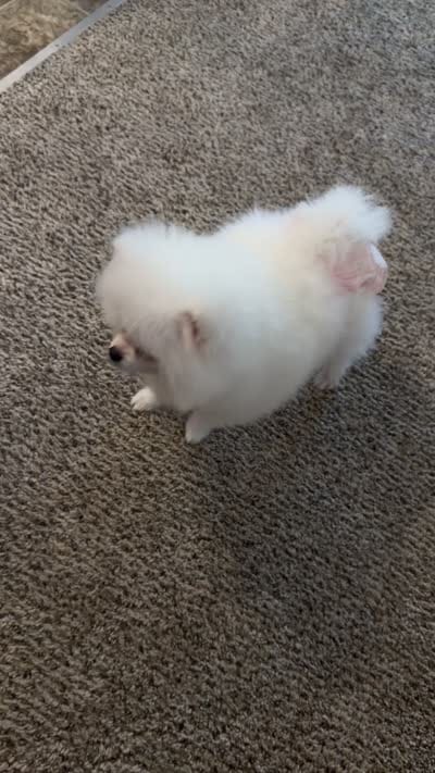 Mellow , a female Pomeranian for sale in Salem, OR – 4 of 4