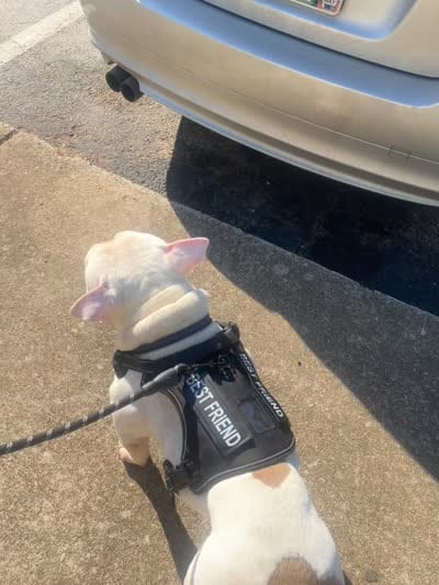Dakota, a male American Bulldog for sale in Stockbridge, GA – 1 of 1