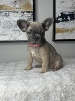 Daisy , a female French Bulldog for sale in Westlake, FL – 5 of 5