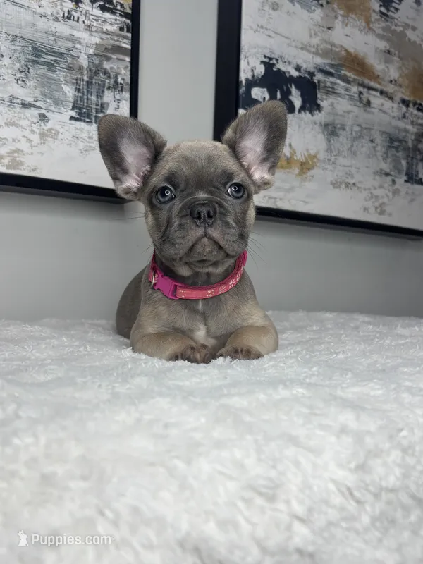 Daisy  – French Bulldog puppy for sale in Westlake, FL