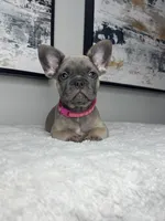 Daisy , a female French Bulldog for sale in Westlake, FL – 1 of 5