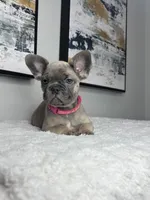 Daisy , a female French Bulldog for sale in Westlake, FL – 3 of 5