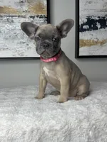 Daisy , a female French Bulldog for sale in Westlake, FL – 2 of 5