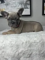 Daisy , a female French Bulldog for sale in Westlake, FL – 4 of 5