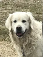 Big Boy, a male English Cream Golden Retriever for sale in Billings, MO – 2 of 4