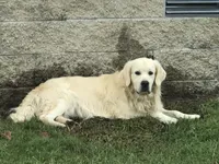 Blocky Boy, a male English Cream Golden Retriever for sale in Billings, MO – 2 of 4