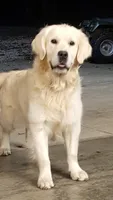 Big Boy, a male English Cream Golden Retriever for sale in Billings, MO – 3 of 4
