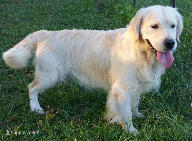 Big Boy – English Cream Golden Retriever puppy for sale in Billings, MO