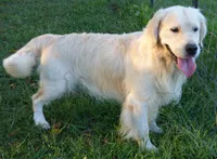 Big Boy, a male English Cream Golden Retriever for sale in Billings, MO – 1 of 4