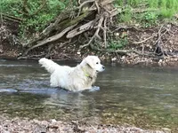 Blocky Boy, a male English Cream Golden Retriever for sale in Billings, MO – 3 of 4