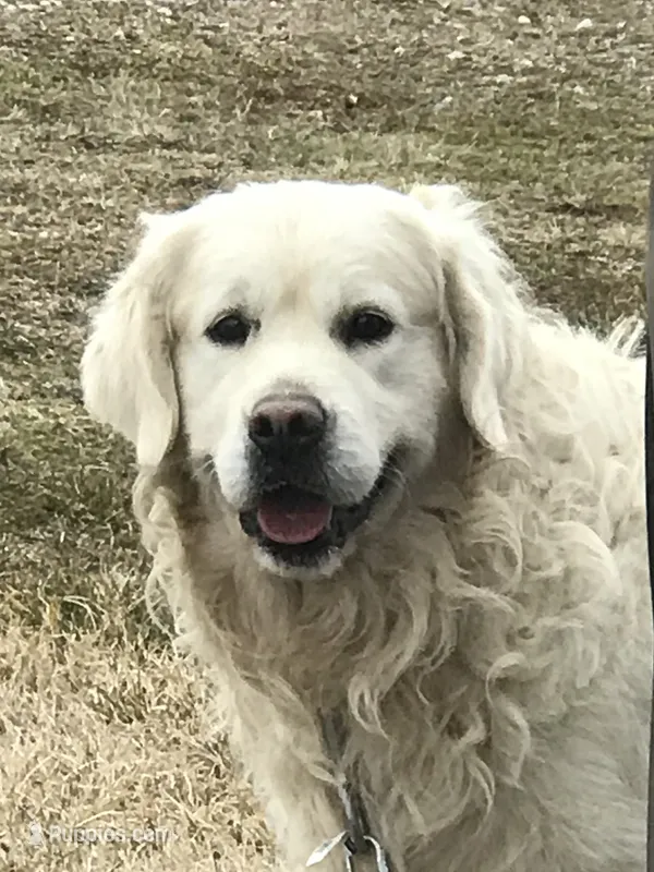 Blocky Boy – English Cream Golden Retriever puppy for sale in Billings, MO
