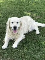 Big Boy, a male English Cream Golden Retriever for sale in Billings, MO – 4 of 4