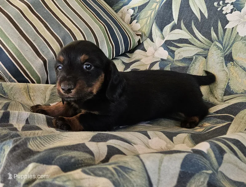Phiala – Miniature Dachshund puppy for sale in Beebe, AR