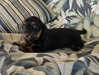 Phiala, a female Miniature Dachshund for sale in Beebe, AR – 1 of 5