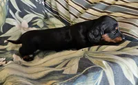 Pheobe, a female Miniature Dachshund for sale in Beebe, AR – 2 of 5