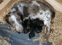 Pheobe, a female Miniature Dachshund for sale in Beebe, AR – 4 of 5
