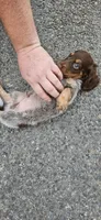 Enzo, a male Miniature Dachshund for sale in Beebe, AR – 2 of 7