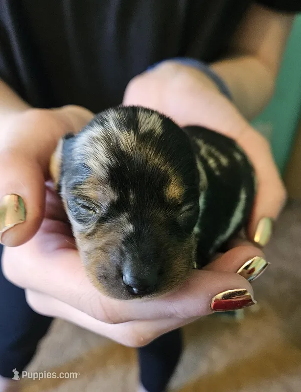 Blackberry, a female Miniature Dachshund for sale in Beebe, AR – Photo 1 of 4