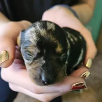 Blackberry, a male Miniature Dachshund for sale in Beebe, AR – Photo 5 of 8