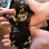 Blackberry, a male Miniature Dachshund for sale in Beebe, AR – Photo 6 of 8