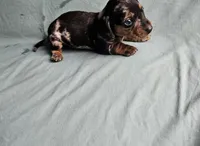 Blackberry, a male Miniature Dachshund for sale in Beebe, AR – Photo 2 of 8