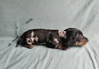 Blackberry, a male Miniature Dachshund for sale in Beebe, AR – Photo 3 of 8