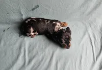 Blackberry, a male Miniature Dachshund for sale in Beebe, AR – Photo 4 of 8