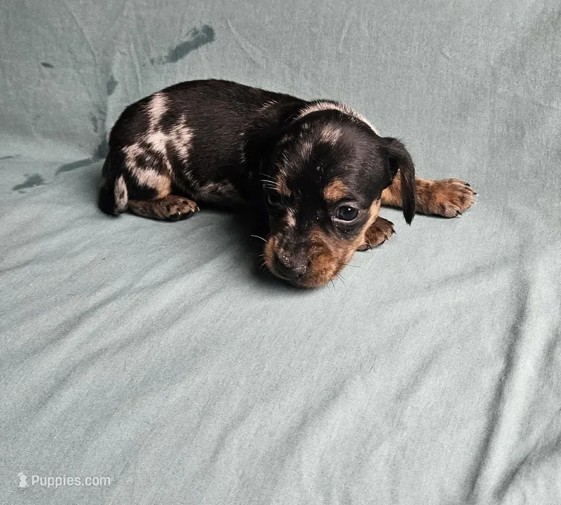 Blackberry – Miniature Dachshund puppy on hold in Beebe, AR