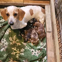 Blackberry, a male Miniature Dachshund for sale in Beebe, AR – Photo 8 of 8