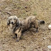Blackberry, a male Miniature Dachshund for sale in Beebe, AR – Photo 7 of 8