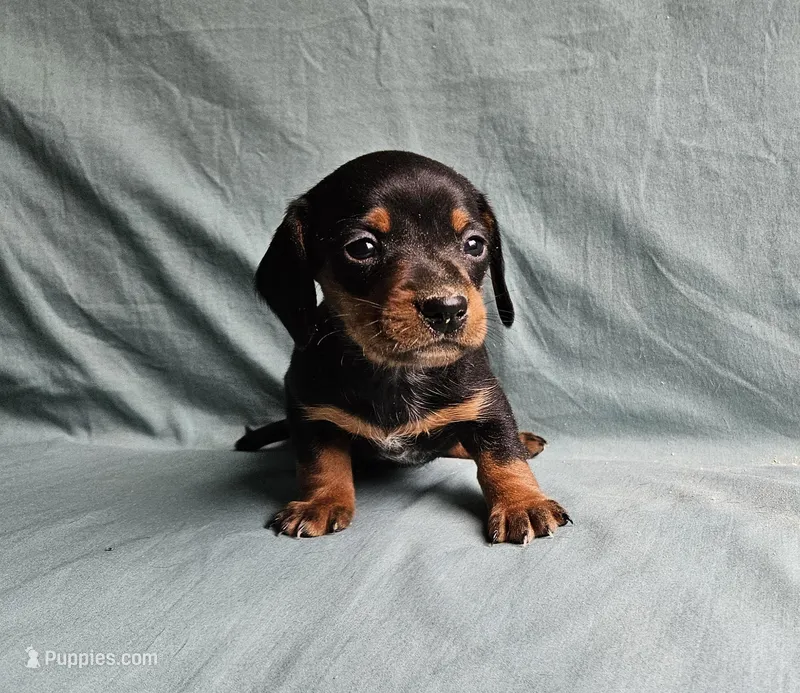Chloe  – Miniature Dachshund puppy for sale in Beebe, AR