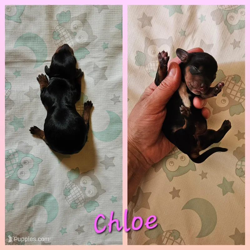 Chloe  – Miniature Dachshund puppy for sale in Beebe, AR