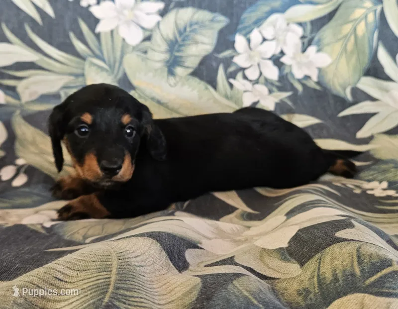 Pheobe – Miniature Dachshund puppy for sale in Beebe, AR