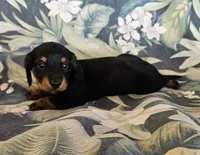 Pheobe, a female Miniature Dachshund for sale in Beebe, AR – 1 of 5
