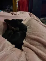 Bandit, a male Miniature Dachshund for sale in Beebe, AR – 3 of 6