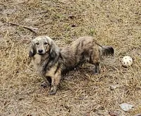 Darla, a female Miniature Dachshund for sale in Beebe, AR – 4 of 4