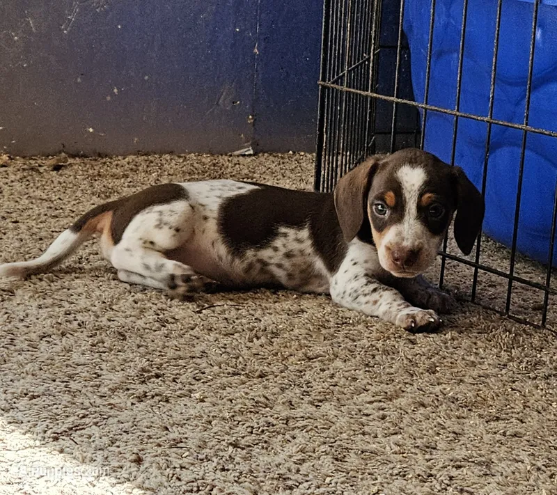 Charlie – Miniature Dachshund puppy for sale in Beebe, AR