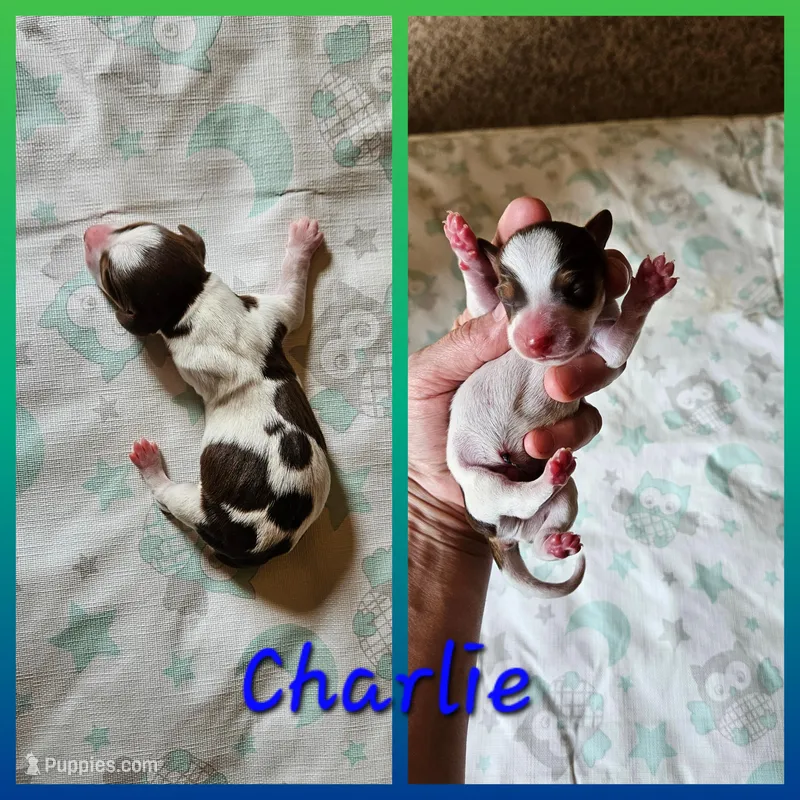 Charlie – Miniature Dachshund puppy for sale in Beebe, AR