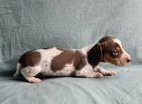 Charlie, a male Miniature Dachshund for sale in Beebe, AR – 3 of 7