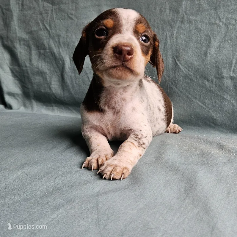 Charlie – Miniature Dachshund puppy for sale in Beebe, AR