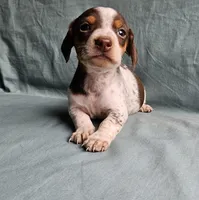Charlie, a male Miniature Dachshund for sale in Beebe, AR – 1 of 7