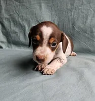Charlie, a male Miniature Dachshund for sale in Beebe, AR – 2 of 7