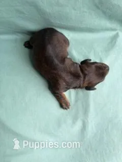 Darla – Miniature Dachshund puppy for sale in Beebe, AR