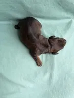 Darla, a female Miniature Dachshund for sale in Beebe, AR – 1 of 4