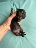 Darla, a female Miniature Dachshund for sale in Beebe, AR – 2 of 4
